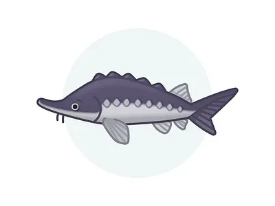 Sturgeon 2d ass design fish icon illustration resource sturgeon