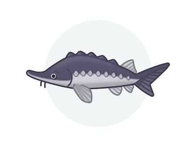 Sturgeon 2d ass design fish icon illustration resource sturgeon