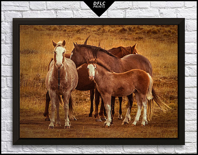Wild Patagonia's Spirit Photography animals argentina free horses horses nature patagonia photography wildlife