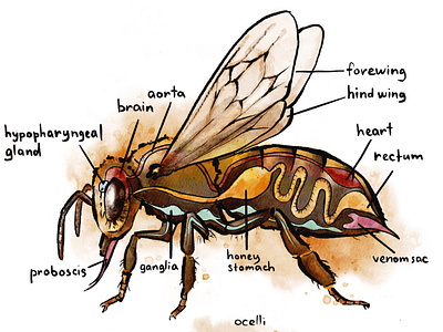 Honeybee Anatomy Poster anatomical illustration anatomy artwork bugs design digital art digital illustration digital painting digital watercolor drawing illustration poster