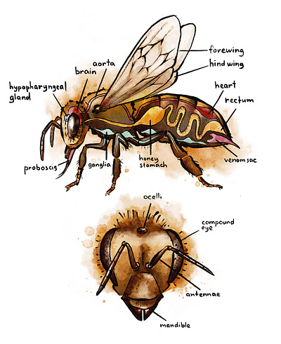 Honeybee Anatomy Poster anatomical illustration anatomy artwork bugs design digital art digital illustration digital painting digital watercolor drawing illustration poster
