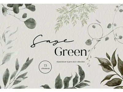 Sage Green. Watercolor graphic botanical design floral flowers graphic green greenery hand draw illustration leaf leaves sage spring watercolor