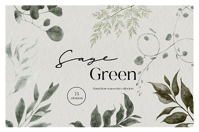 Sage Green. Watercolor graphic botanical design floral flowers graphic green greenery hand draw illustration leaf leaves sage spring watercolor