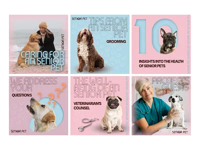 Social media posts design. animals branding dog graphic design pets social media ui
