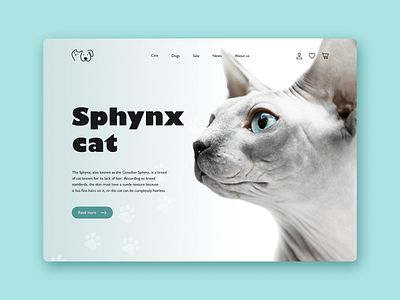 Sphynx cat blue cat concept design figma grey pet shop sphynx ui