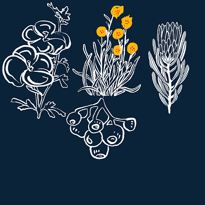 Studying Australian Wild Flowers australia botanical doodle flowers illustration plants wild flowers