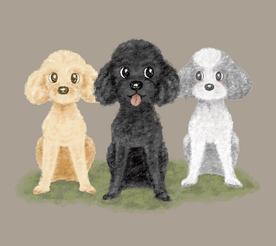 Three poodles animal character dog pet poodle puppy toy poodle