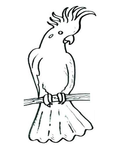 Beautiful And Attractive Cockatiel Coloring Pages coloring coloring pages