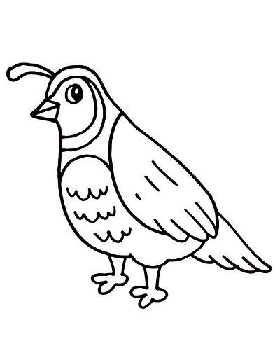 Quail Coloring Pages Download art bird coloring design