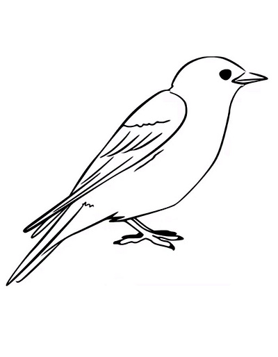 Blue Bird Coloring Pages for Free & Printable bird blue bird coloring