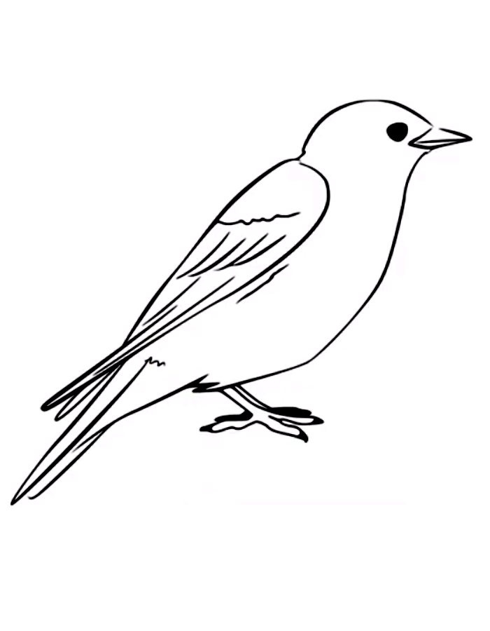 Blue Bird Coloring Pages for Free & Printable by Coloringus.com on Dribbble
