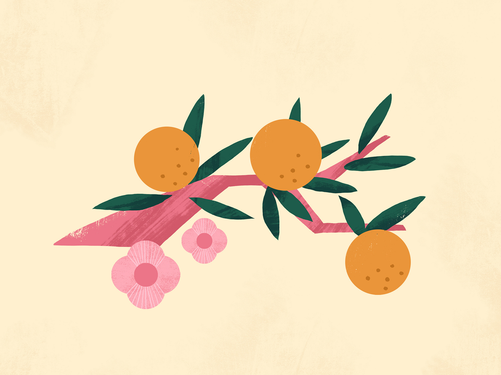 Tangerines by Ekaterina Vasina on Dribbble