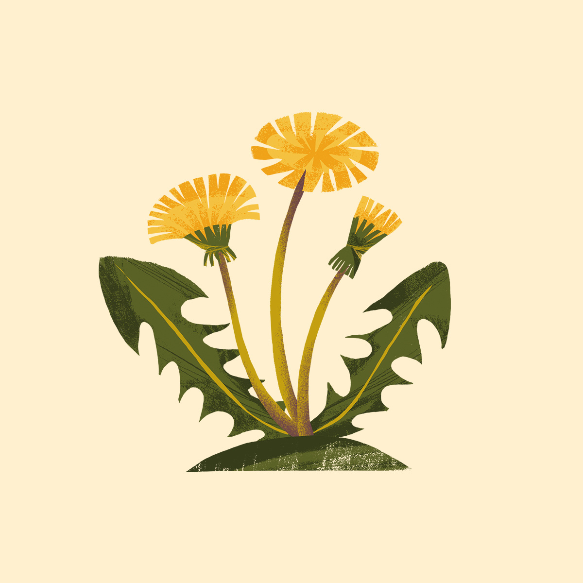 Dandelions by Ekaterina Vasina on Dribbble