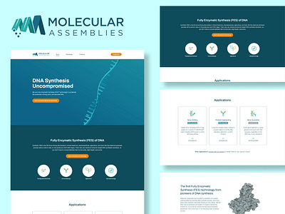 Moleciler Assemblies - Webnsite Design branding clean design medical website modern moliculer design new ui web design website