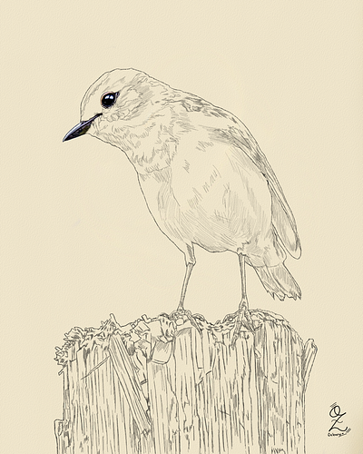 Bird Drawing Sketch animal art arte bird boceto design dibujo digitalart drawing illustration ozgaleano pajaro sketch