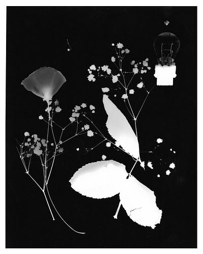 A Photogram of Grief black and white photgram photo photography xray