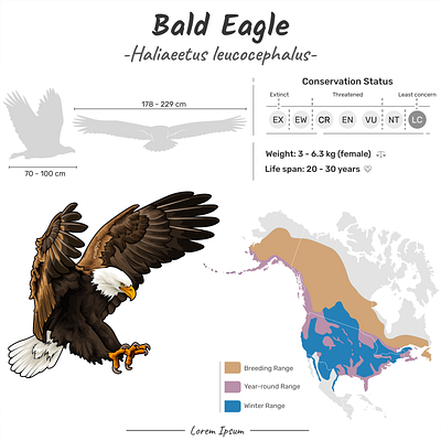Animal Project - Geographic range. animal arts bald eagle bulk digital eagle education geographic range graphic design ideas illustration infographic infographics long trem map orders realistic vector