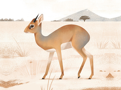 Dik-dik africa animals antelope dik dik nature savanna scenery texture