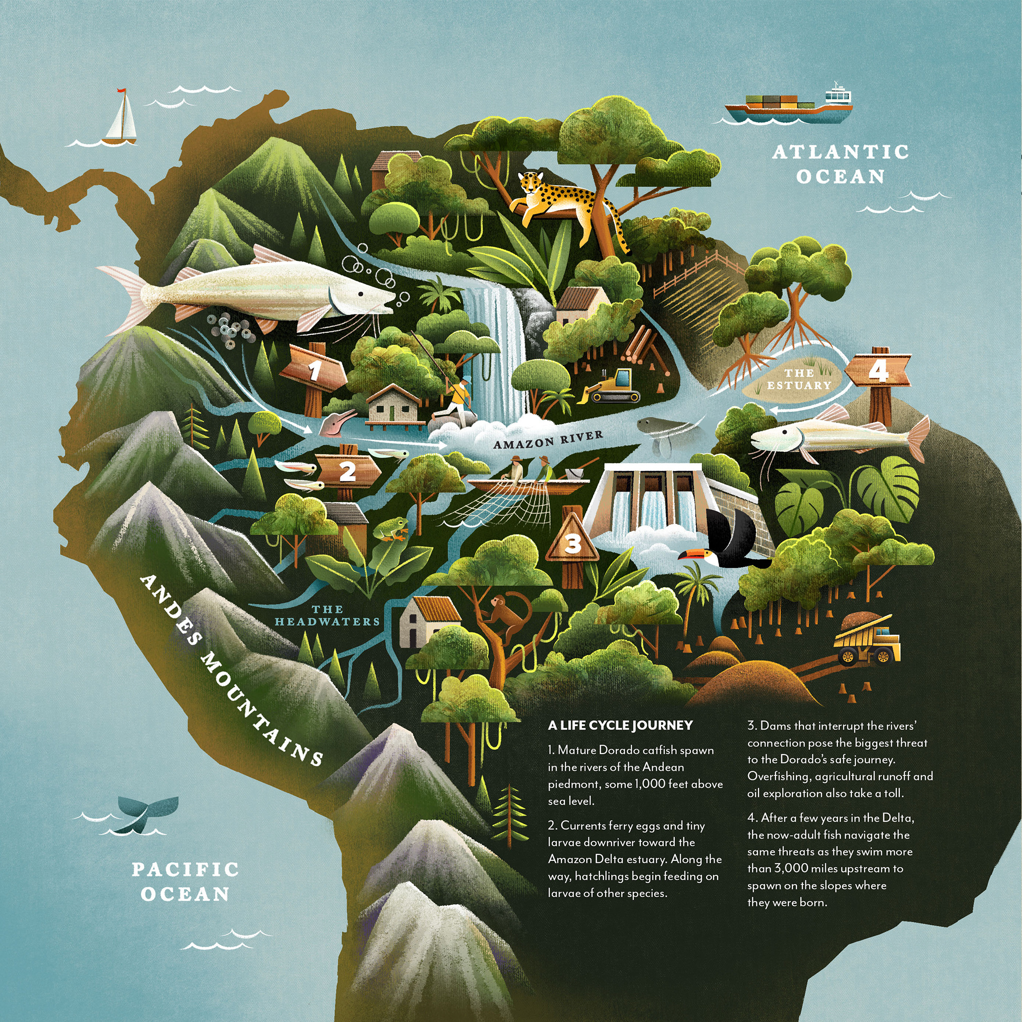 Dorado Catfish Migration Illustrated Map amazon catfish editorial illustration jungle map nature non fiction rainforest river science south america