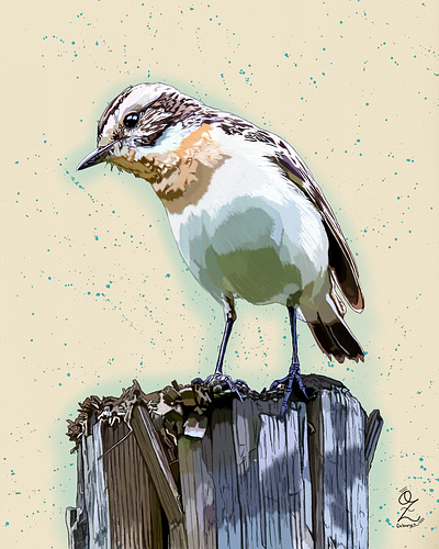 Bird Illustration animal art arte bird design dibujo digitalart drawing illustration ozgaleano pajaro