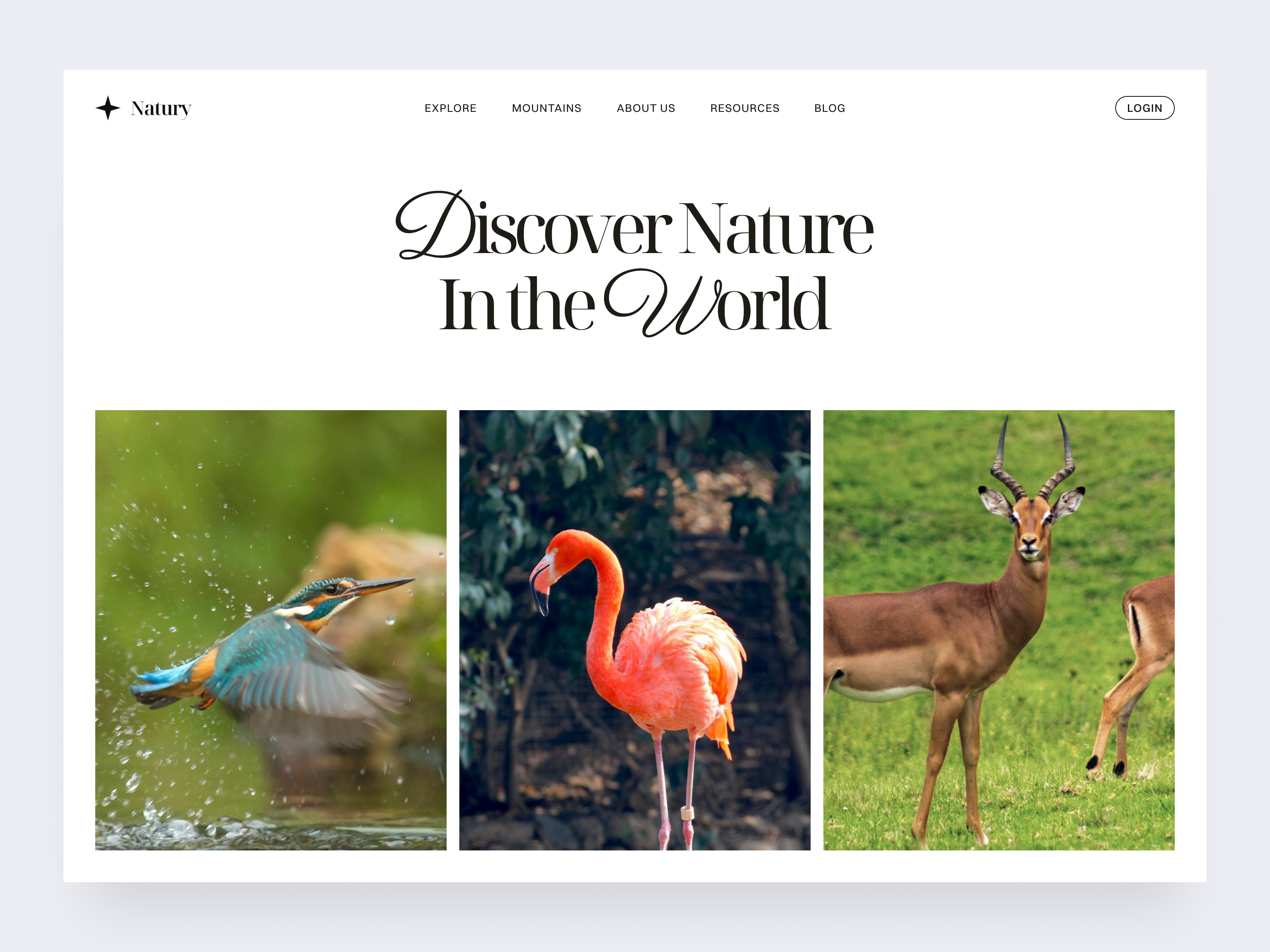 Nature Exploration Website animal website animals clean clean design exploration explore website header hero hero section minimalist nature nature website ui ui design uiux user interface web web design website wild website