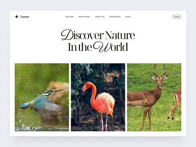 Nature Exploration Website animal website animals clean clean design exploration explore website header hero hero section minimalist nature nature website ui ui design uiux user interface web web design website wild website