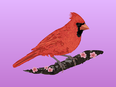 Northern Cardinal art artwork bird cardinal colors ddc design diazdesignco digital art drawing gift gradient graphic design illustration illustrationart illustrator notherncardnial red shot vector