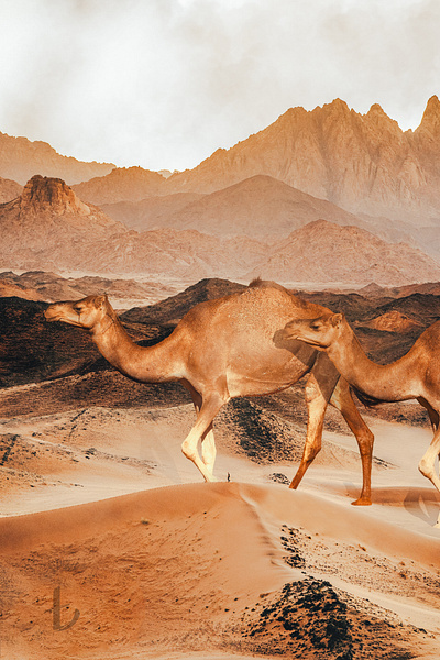 Camel Walk adobe composite design graphic design lightroom photoshop