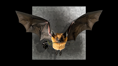 A Bat and the Black Rose graphic design illustration