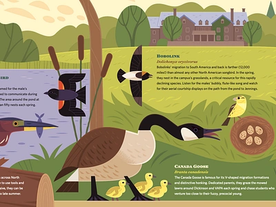 Birds of Bennington animals birding birds design editorial illustration illustrated infographic illustrated map illustration infographic map nature vector wildlife