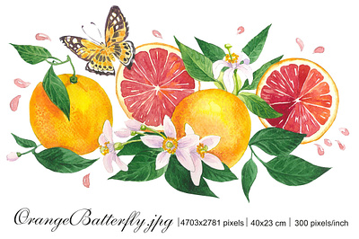 Red oranges with flowers and butterfly botanical butterfly citrus clipart flowers of orange fruits illustration graphic design illustration instant download labels design packaging design red oranges watercolour