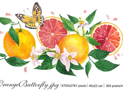 Red oranges with flowers and butterfly botanical butterfly citrus clipart flowers of orange fruits illustration graphic design illustration instant download labels design packaging design red oranges watercolour