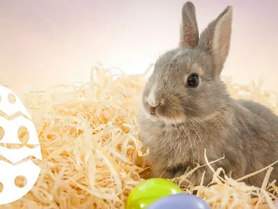 Rolling Easter Egg SVG Animation animated svg animation beginners animation bunny cute bunny design designer egg easter easter bunny easter egg free pic free user illustration rolling egg svg svgator ui