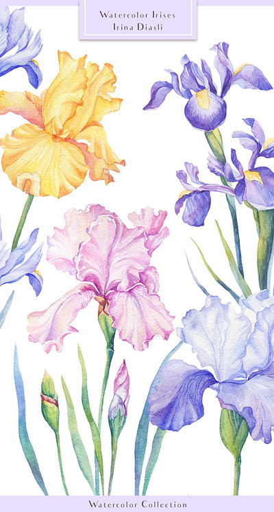 Watercolor Irises clip art design flowers hand drawn illustration iris spring watercolor