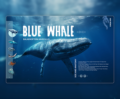 HEAVEN OCENARIUM WEB APP artdirection branding deepsee design designer digitaldesign graphic design holistic marinelife ocean oceanarium typography ui user experience ux whale