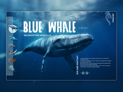 HEAVEN OCENARIUM WEB APP artdirection branding deepsee design designer digitaldesign graphic design holistic marinelife ocean oceanarium typography ui user experience ux whale