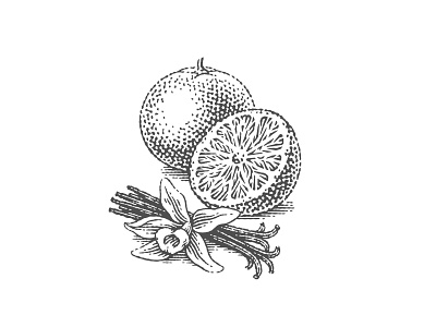 Grapefruit and vanilla for Lark Whiskey label engraving etching grapefruit label orange pen and ink vanilla vector engraving woodcut