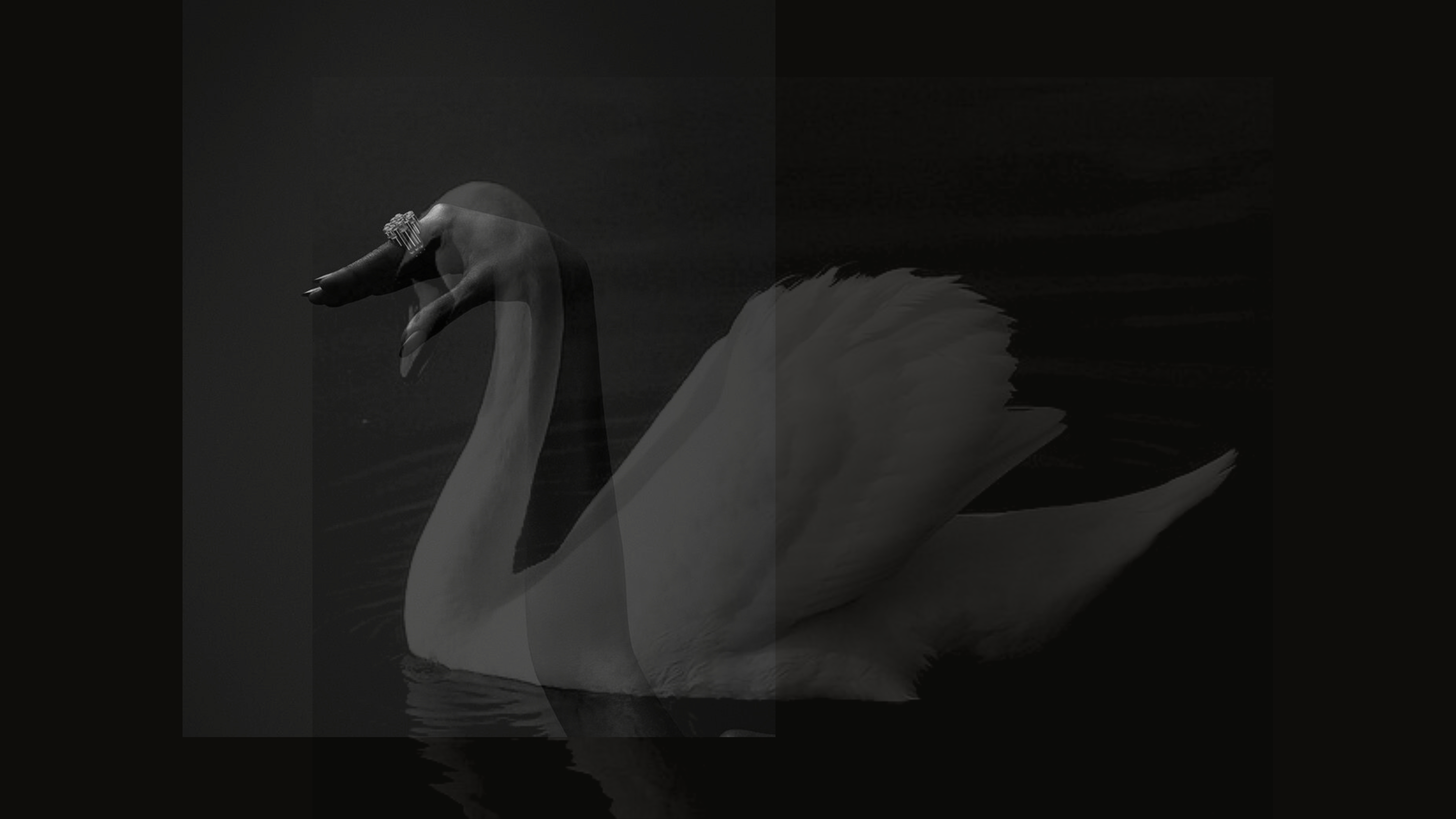 BLACK SWAN by Paulina Chapa on Dribbble