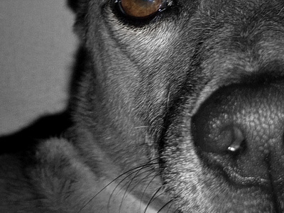 Color Desaturation Edit animal photography dogs photo editing
