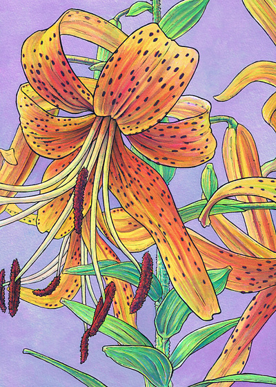 Tiger Lily analog botanical flower garden illustration ink