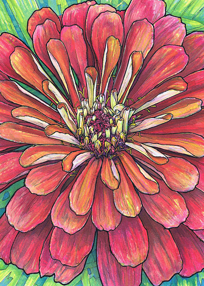 Zinnia analog botanical illustration ink