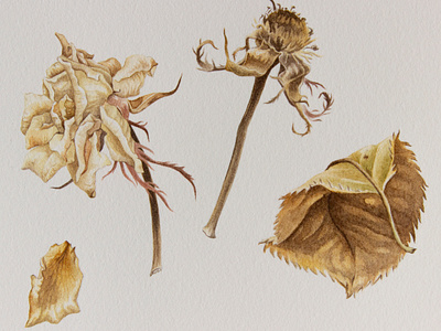 Dried roses artwork botanical brown dried plant handmade illustration painting roses traditional art watercolour