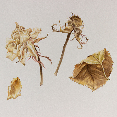 Dried roses artwork botanical brown dried plant handmade illustration painting roses traditional art watercolour