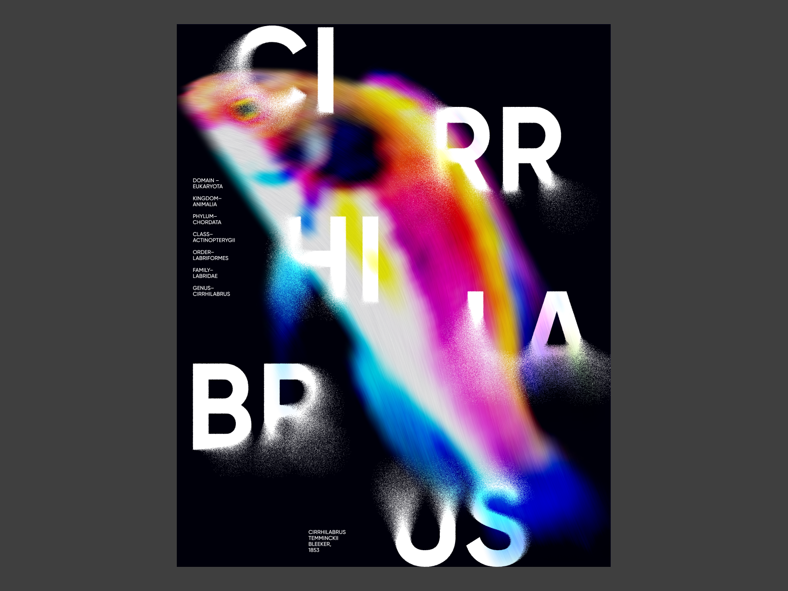 Cirrhilabrus Poster by Leana on Dribbble