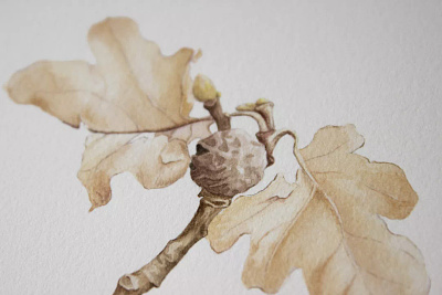 Oak acorn artwork botanical brown handmade illustration leaf oak painting traditional art watercolour