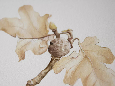 Oak acorn artwork botanical brown handmade illustration leaf oak painting traditional art watercolour