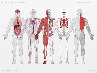 Human Anatomy Design System anatomy biology body bones design design system education figma fitness graphic design healthcare human illustration medical muscles organs resource skeleton system ui