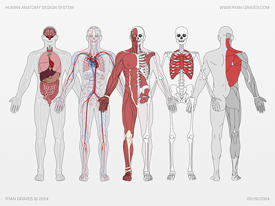 Human Anatomy Design System anatomy biology body bones design design system education figma fitness graphic design healthcare human illustration medical muscles organs resource skeleton system ui