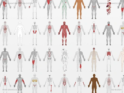 Human Anatomy Design System anatomy biology body bones design system education figma fitness free graphic design healthcare human illustration medical medicine muscle organs resource skeleton ui