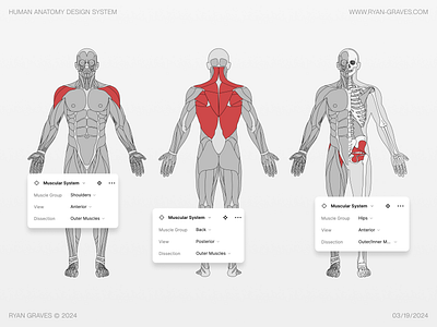 Human Anatomy Design System anatomy biology body bones design system education figma fitness free graphic design healthcare human medical medicine muscles organs resource skeleton ui wellness